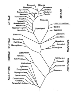 Phylogénie des Apoidea Apiformes basée sur la morphologie des adultes (d’après Michener 1944