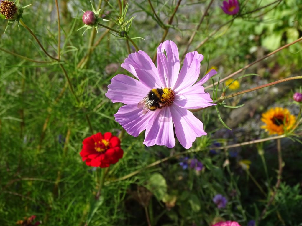 bourdon fleurs IUCN