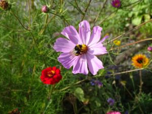 bourdon fleurs IUCN