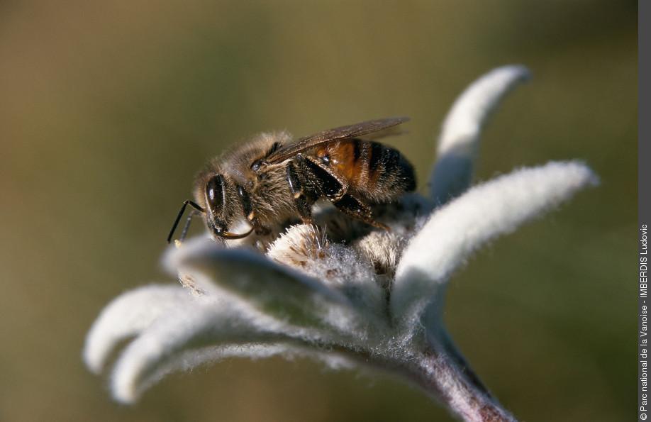 abeille edelweiss