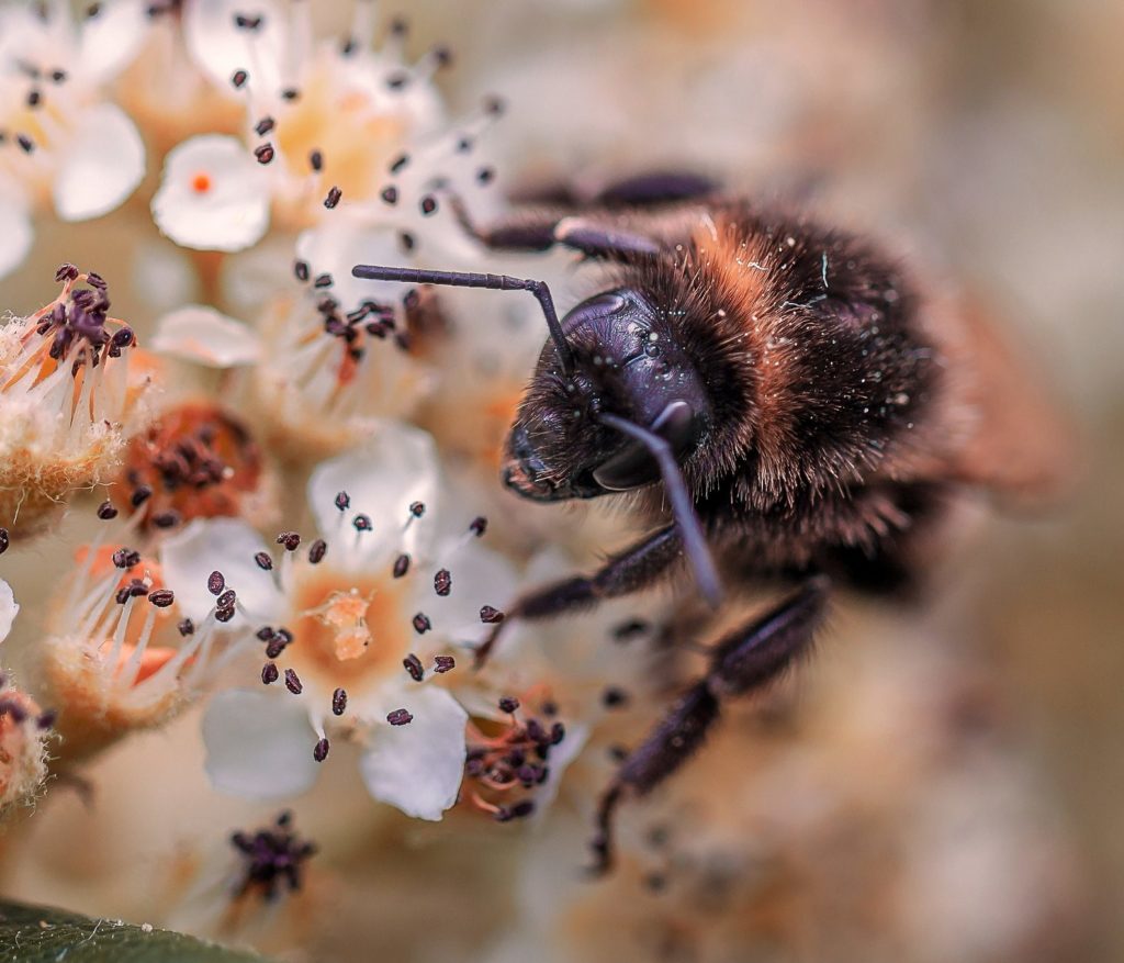 gros-plan-abeille-fleur-violet-fonce-et-blanc-piaxabay-cc0-aspect-ratio-175x150
