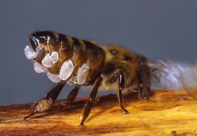 bee with wax scales