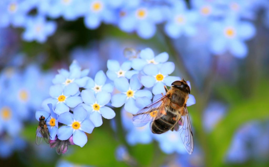 abeille et mouche sur fleur bleue-pxhere.CC0