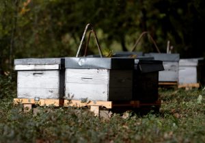 vgc-ferme-des-bouviers-104-scaled-aspect-ratio-236x164