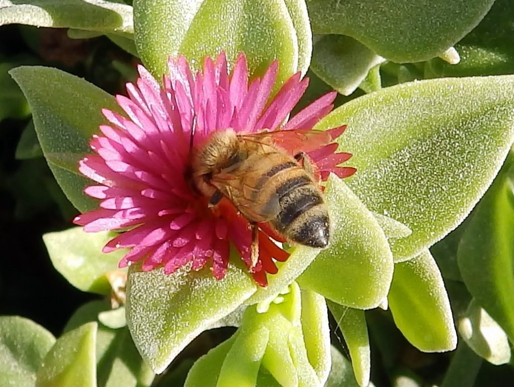 apis mellifera ruttneri, abeja maltesa local