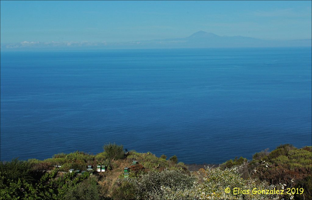 rucher la Palma Canaries