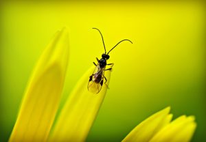 insect-mabel-amber-pixabay-aspect-ratio-236x164