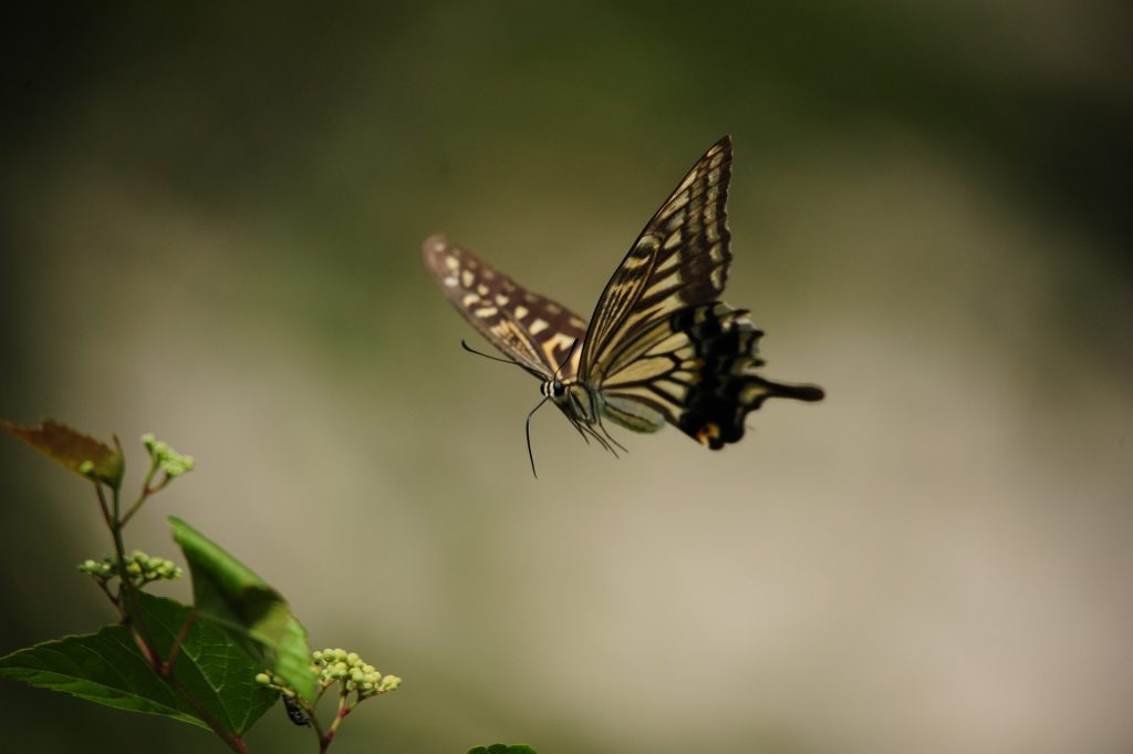 machaon n-k de Pixabay