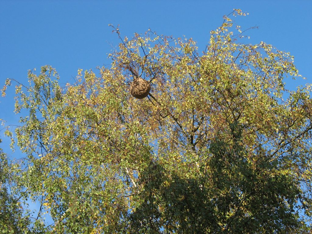 Frelons asiatique nid dans les arbres