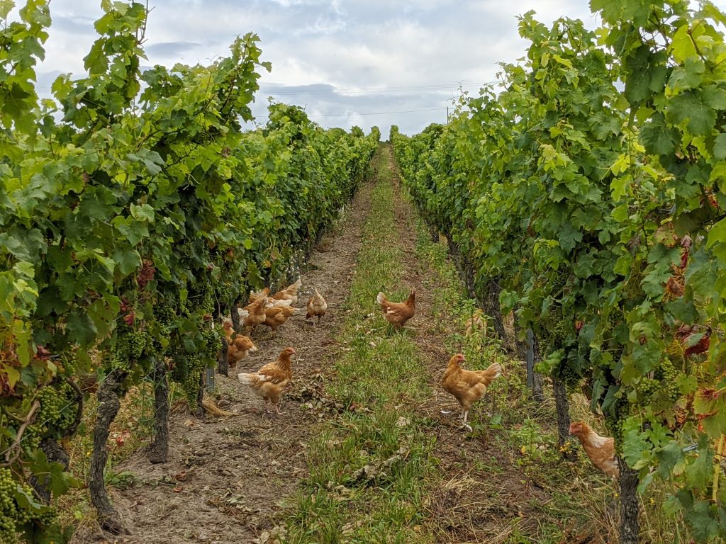 poules-vignes-quarterons