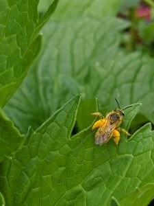 abeille à culottes-Dasypoda hirtipes-Quarterons