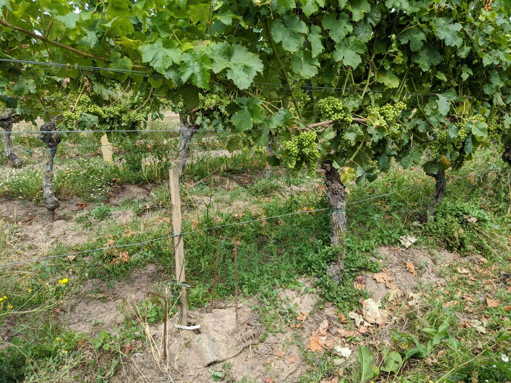 agroforesterie-vignes-quarterons