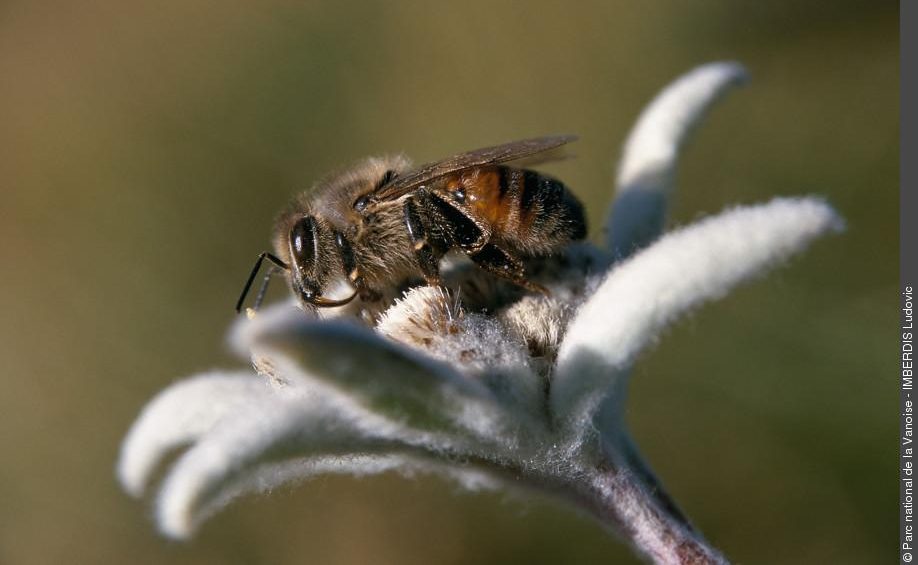 abeille-edelweiss-aspect-ratio-260-160