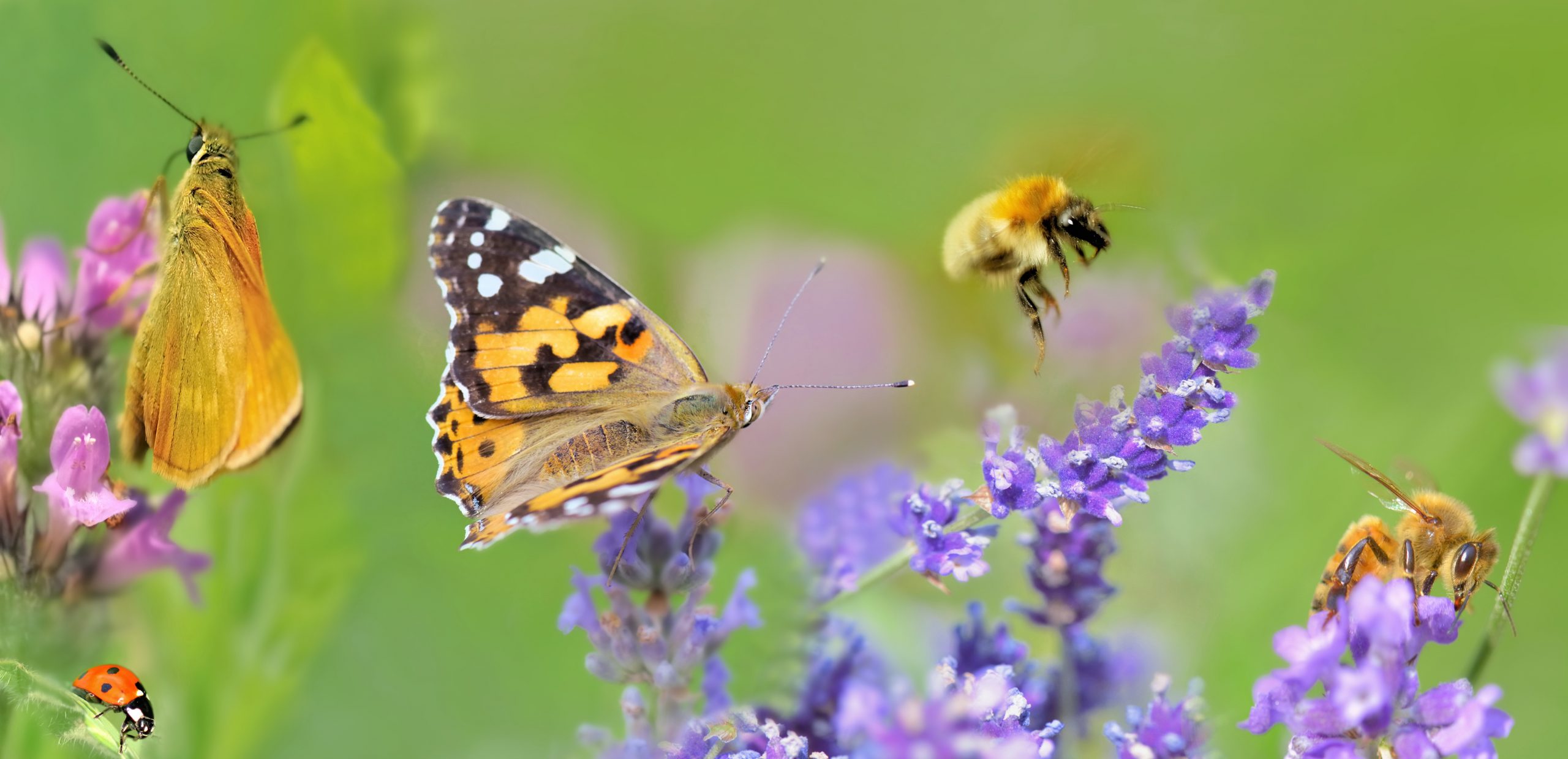 Les Pollinisateurs Sauvages Un Chaînon Essentiel à Sauver De Toute