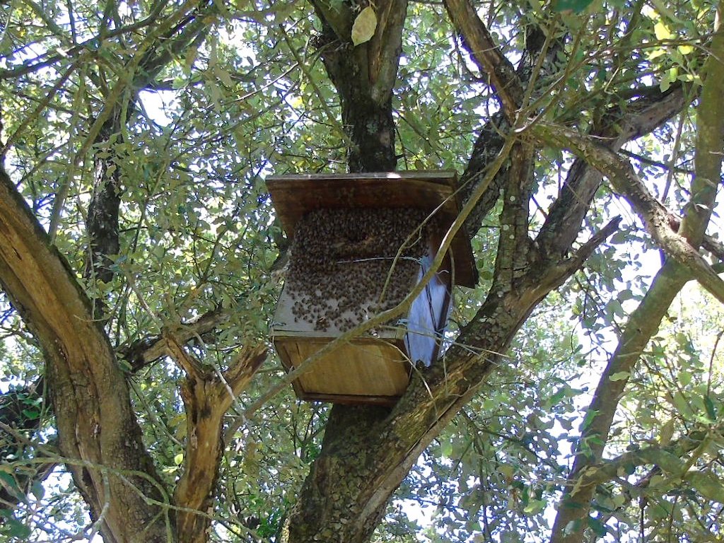 Colonie d'abeilles melliferes dans nichoir a chouette VA