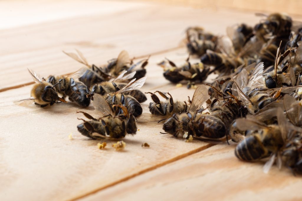 Dead bees on wooden boards. Death of bees. Mass poisoning of bees.
