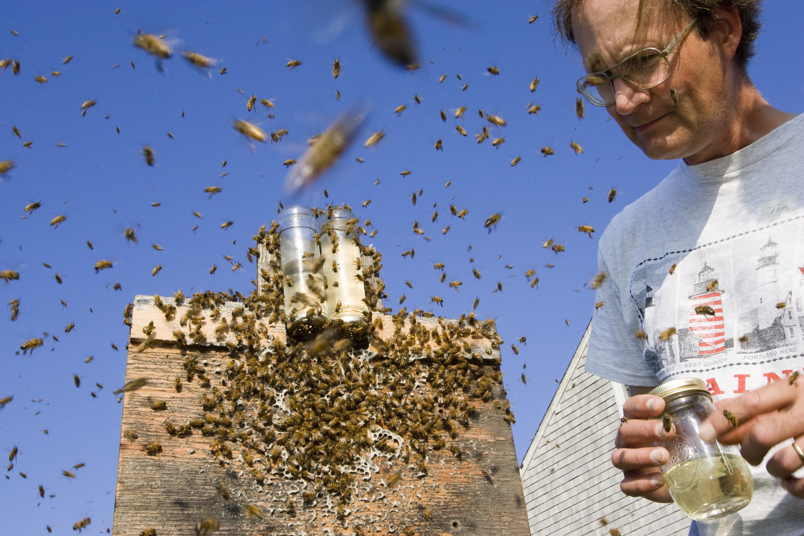 Жизнь пчел. Наука о пчелах. Коллективный разум пчел.