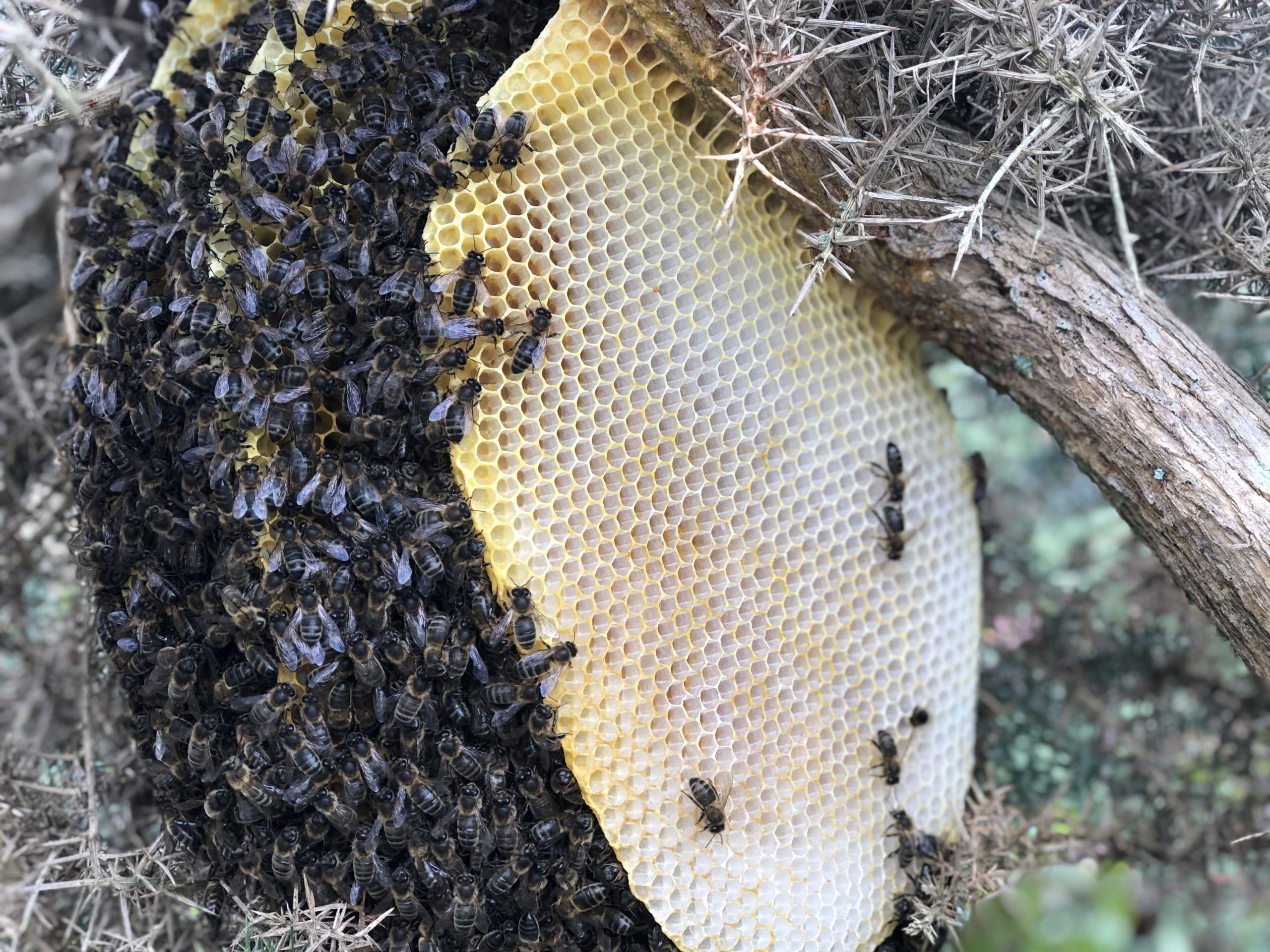 Apiculture : l'organisation des abeilles dans la ruche - Truffaut