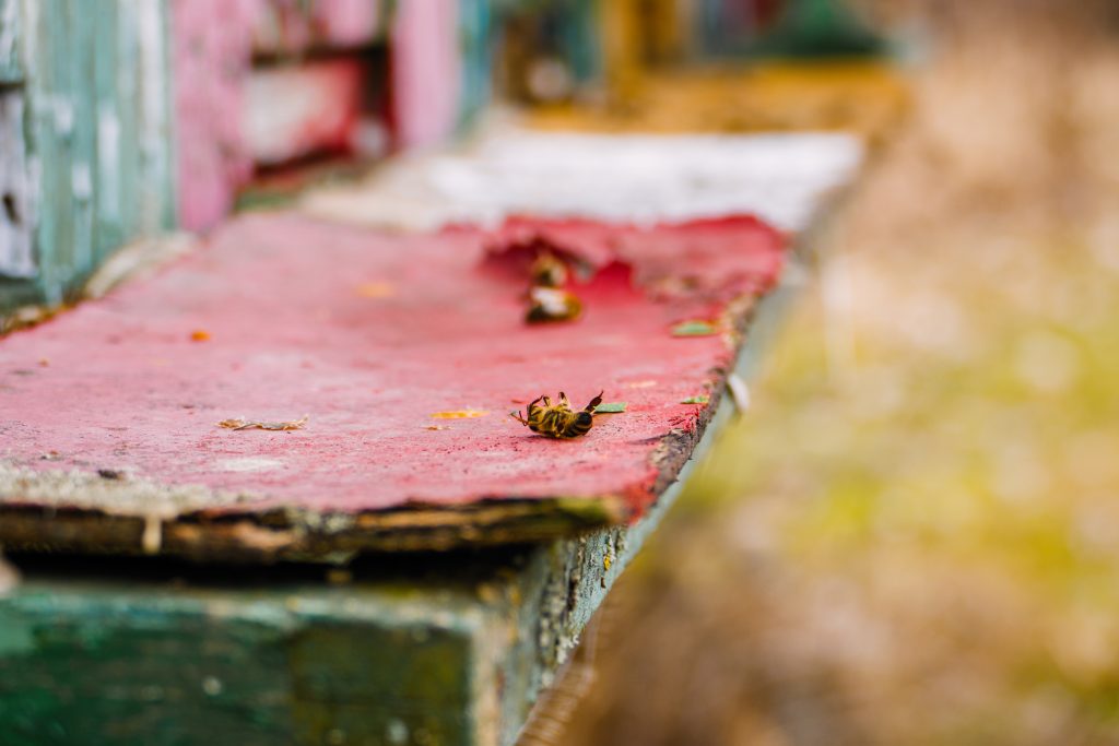 Macro image of a dead bee from a hive in behive. Bees problems and issues with pesticide and other poisons. Dying bee lies in front of the colorful beehive.