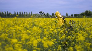 Tests abeilles épandage pesticides