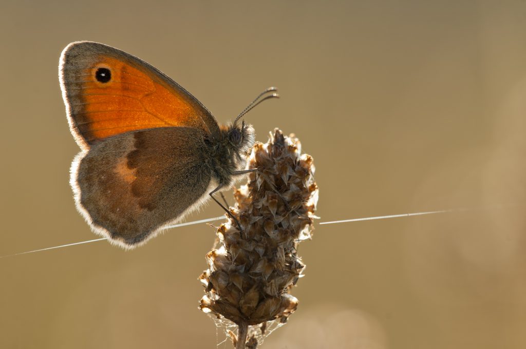 Coenonympha tullia