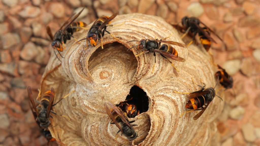 Nido de Vespa Velutina o avispa asiática en Cantabria, España