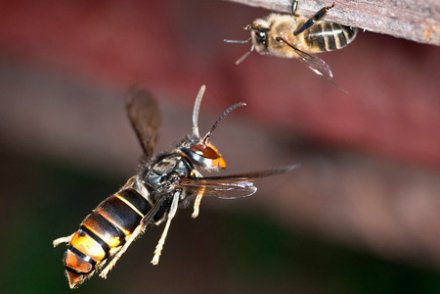 Frelon asiatique abeille - crédit Danel Sollabarrieta