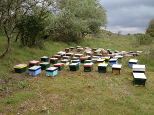 baby colonies_Tjeerd_varroa