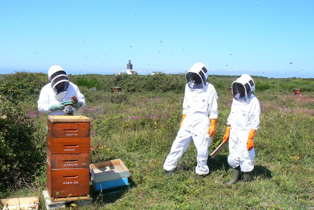 Le Conservatoire de l'abeille noire de l'ïle de Groix, membre de la FEdCAN (c) ASAN