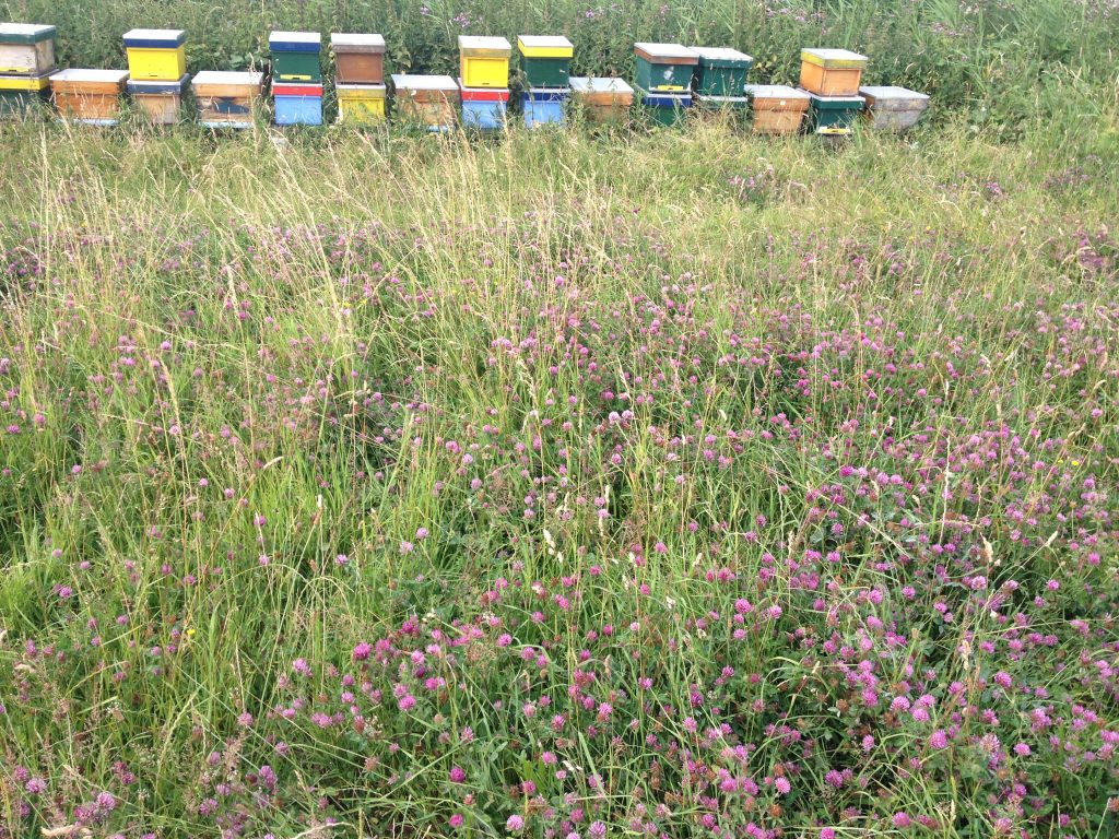 Tiengemeten varroa Tjeerd