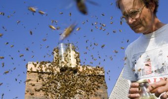 L’APICULTURE