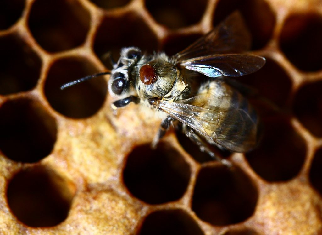 varroa Crédits Fabio Merelli Shutterstock