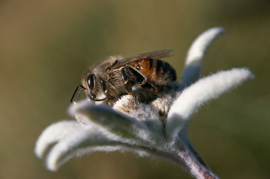 Abeille noire Vanoise Crédit Ludovic Imberdis