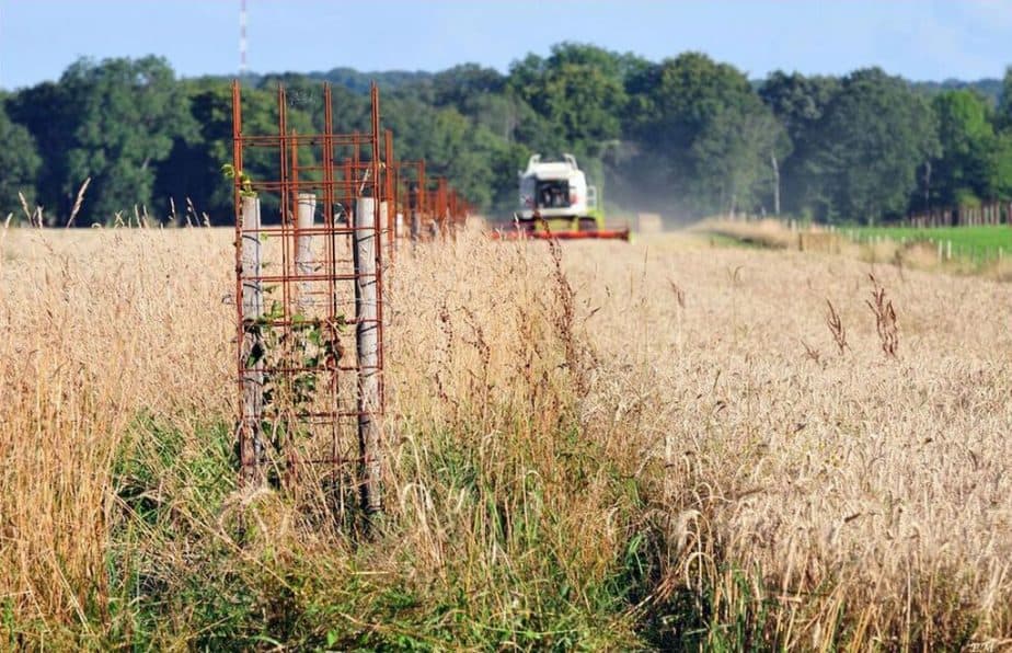 agroforesterie-intraparcellaire-Afac