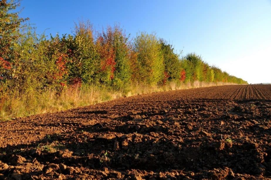 haie-en-bordure-de-champ-Afac