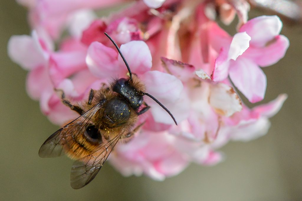 osmia bicornis- Jürgen Mangelsdorf