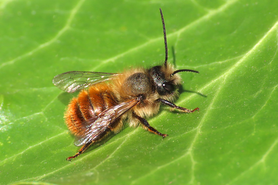 Osmia-bicornis