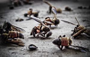 Macro,Photo,Of,Dead,Bees,On,A,Dusty,Surface.