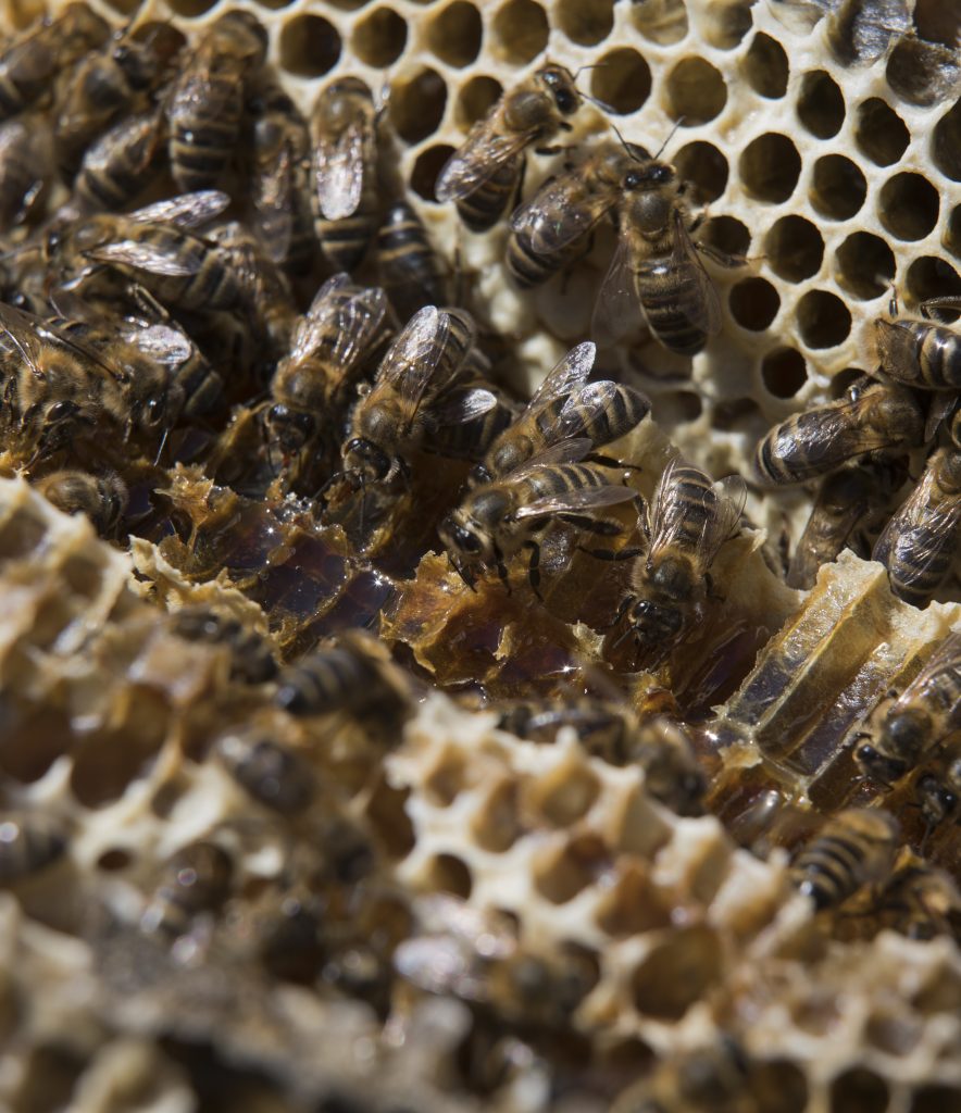 La vallée de l'abeille noire