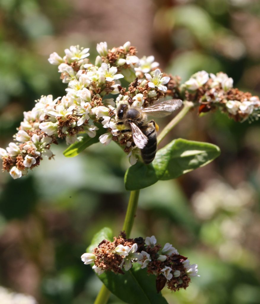 Abeille VAN sarrasin