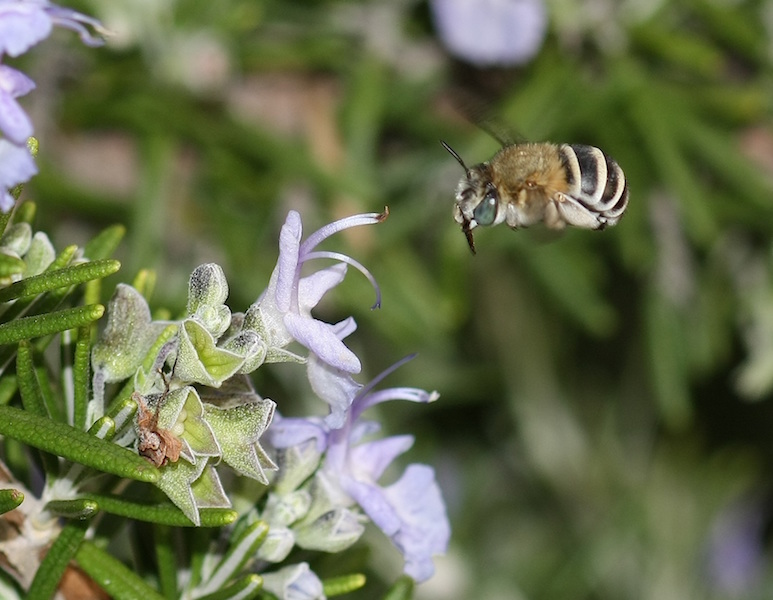 Amegilla sp. F_sur Rosmarinus officinalis Recad IMG_8488 ©Laurent_Guilbaud