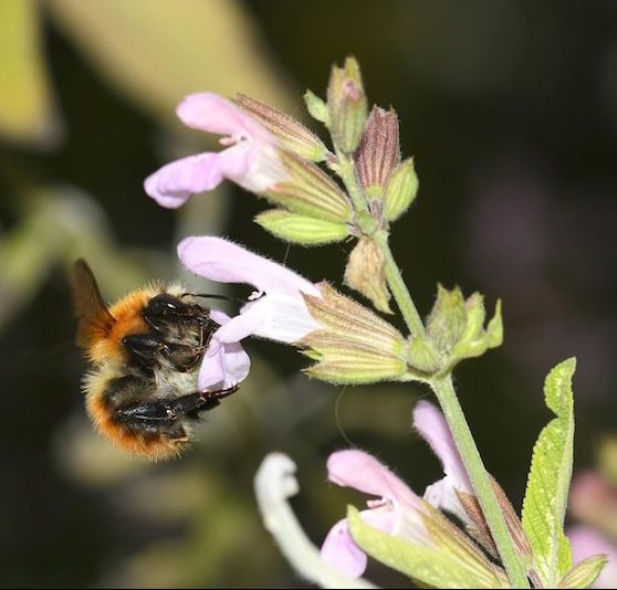 Bombus sp. sur Salvia officinale IMG_9032 ©Laurent_Guilbaud-min