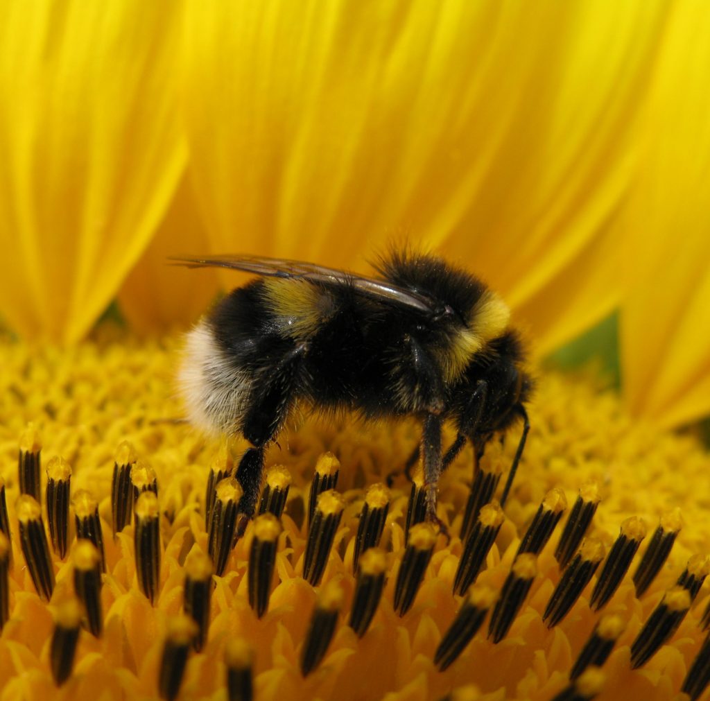 Bourdon terrestre sur tournesol IMG_4749 ©Nicolas_Morison