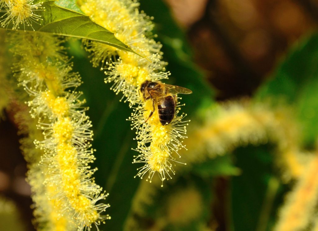 Bee on flowers of chestnut tree