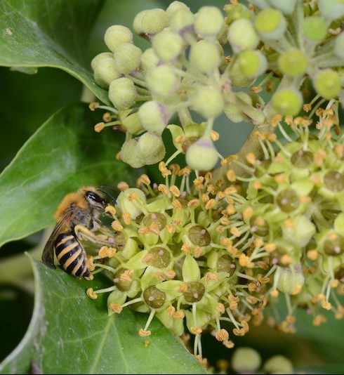 Colletes hederae F sur Hedera helix DSC_0961 √Laurent_Guilbaud