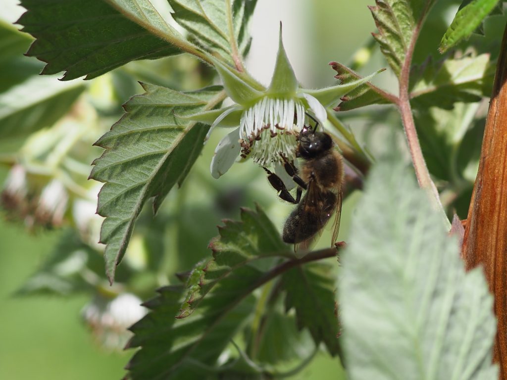 bee at work on a raspberry flower close up