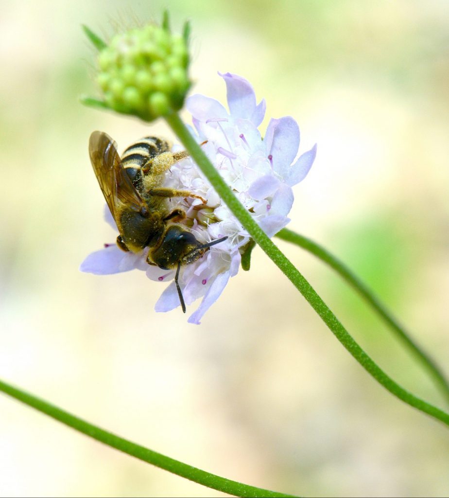 Halicte F sur Knautia DSC_8498 ©Laurent_Guilbaud