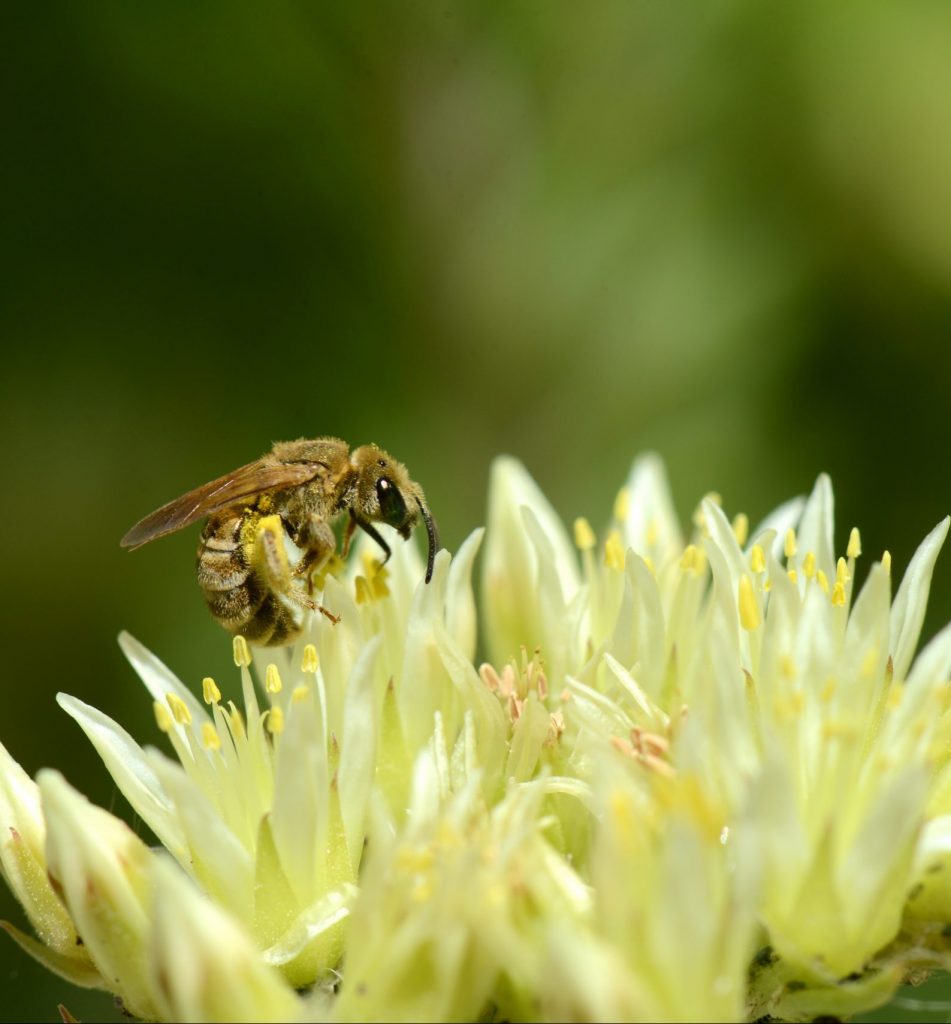 Halicte sur Sedum ©Laurent_Guilbaud 2014