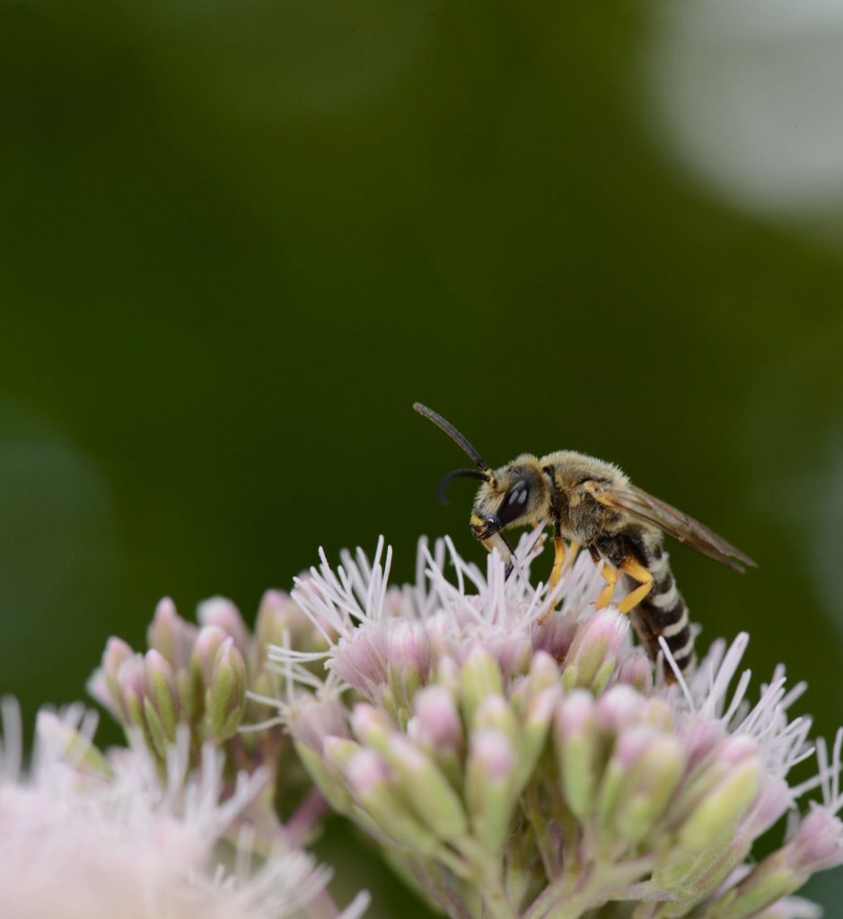 Halictus sp. sur Eupatorium cannabinum_DSC_3243 ©Laurent_Guilbaud-min