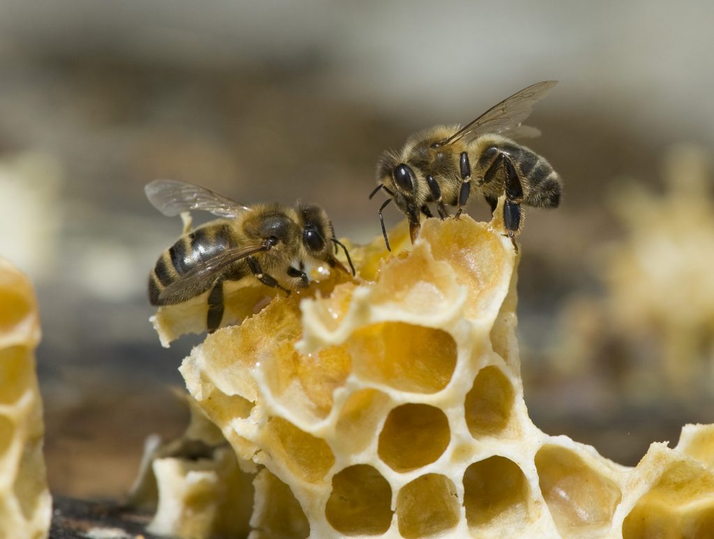 Thierry Vezon abeille